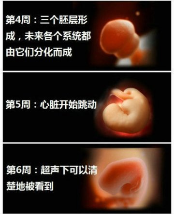 生命的史诗！人类从受精到出生全过程