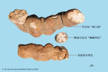 防已（Fangji）中药材鉴别照片