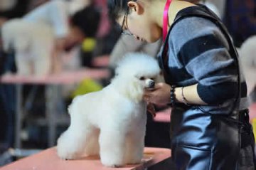 春天注意猫狗抓咬
