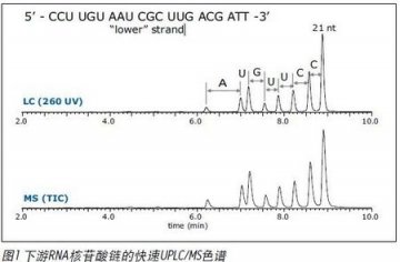 UPLC SYNAPT二级质谱方法用于siRNA寡核苷酸结构确证