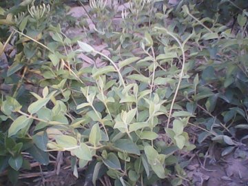 四季树形金银花与大毛花的区别