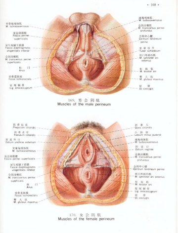 男女会阴肌