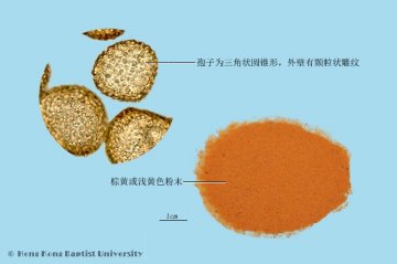 海金沙（Haijinsha）中药材鉴别照片