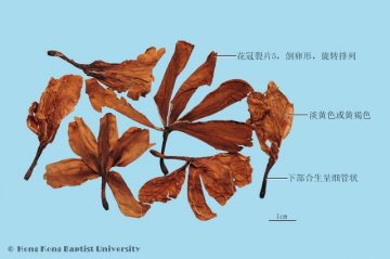 鸡蛋花（Jidanhua）中药材鉴别相册