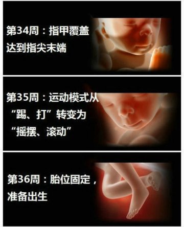 生命的史诗！人类从受精到出生全过程