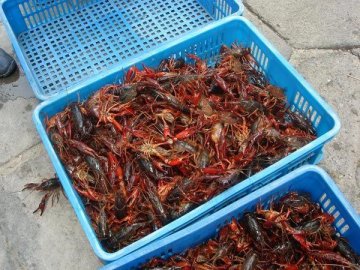市场上售卖的小龙虾