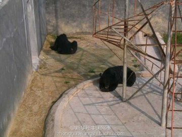 直播归真堂媒体开放日专家称熊取胆像婴儿吃奶