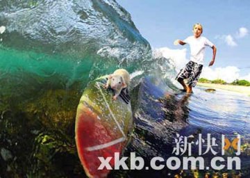 夏威夷小白鼠踩滑板冲浪