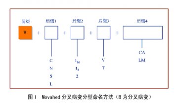 冠状动脉分叉病变的分型与介入治疗技术的选择