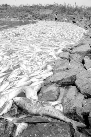 水库死鱼五六十万斤 承包户疑引入河水不干净