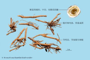 白前（Baiqian）中药材鉴别照片
