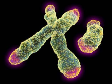 美最新研究称男性DNA父系祖先源自34万年前