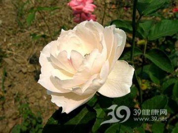 养花养对路就可以利养生
