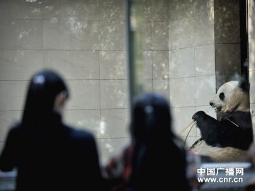 即将“献血”的大熊猫