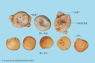 天南星（Tiannanxing）中药材鉴别相册
