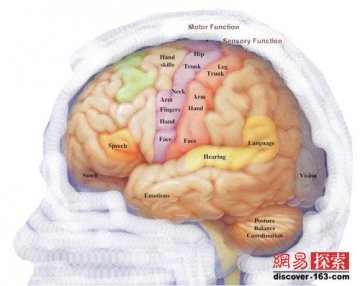 研究：人类大脑“噪音”随年龄增长而增大