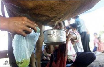 重口味！喝牛尿治百病