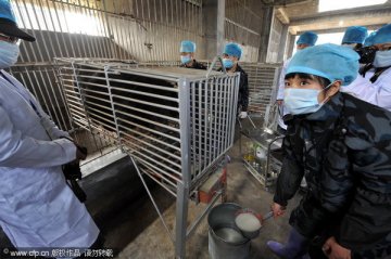 直击归真堂首个开放日 记者见证“活熊取胆”