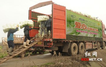 分忧菜农脱滞销 老百姓大药房义购白菜20吨