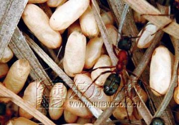 河南辉县食人蚁独霸山头 啃食山羊咬死毒蛇
