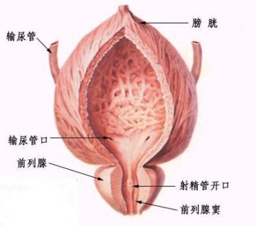 前列腺