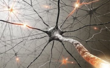 研究发现大脑细胞的寿命是正常细胞的两倍
