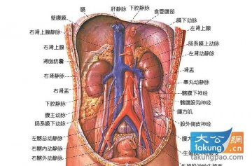 人体26个最奇妙的事实