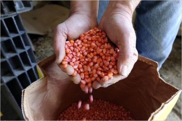 美公布首个转基因作物报告：过度种植弊大于利