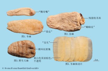 天麻（Tianma）中药材鉴别照片