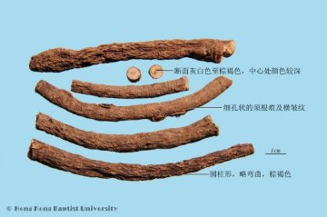 仙茅（Xianmao）中药材鉴别相册