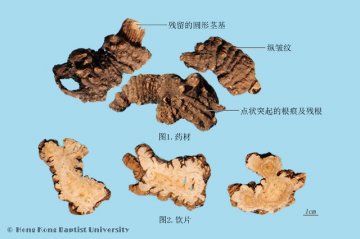 藁本（Gaoben）中药材鉴别照片