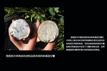 如何辨别转基因食品