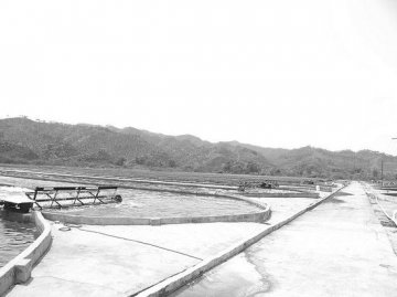 螺旋藻含铅超标黑幕：1500平米养殖池倒10吨化肥