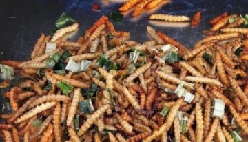 荷兰人爱吃肉虫派