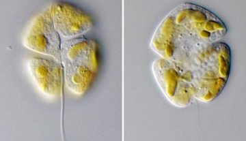 现30亿年前古老浮游生物 可从环境中提取能量