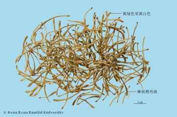 山银花（Shanyinhua）中药材鉴别相册