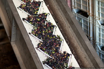 橄榄油如何炼成的？