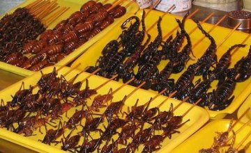 盘点：世界各地的“非主流”食物