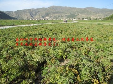 岷县当归长势欠佳 生长情况尘埃落定