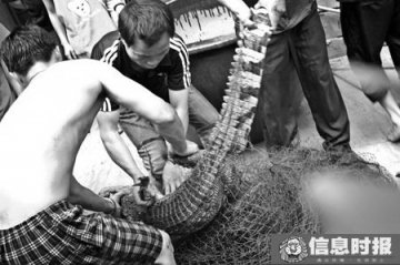 饭馆鳄鱼逃至小区3天后被抓住