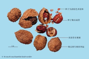 砂仁（Sharen）中药材鉴别照片