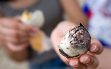 一生必尝20种另类食物