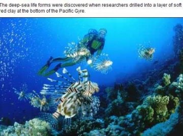 科学家发现太平洋海底远古细菌 8600万年未进食