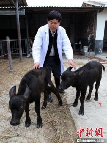 中国首批转基因水牛诞生 转基因动物食品尚需评估