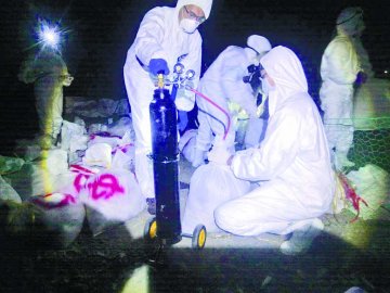 台禽疫再爆H5N3新病毒