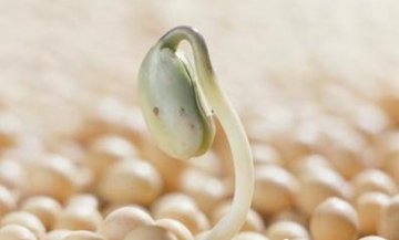 黄豆芽和绿豆芽的营养食疗价值