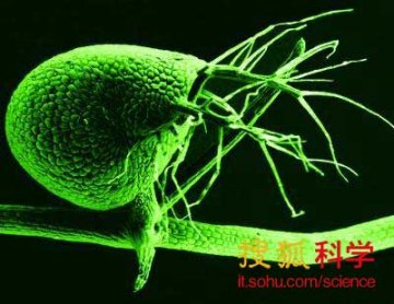 科学家发现肉食性植物能自动删除“垃圾”DNA