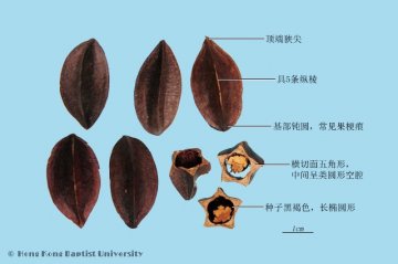 使君子（Shijunzi）中药材鉴别照片