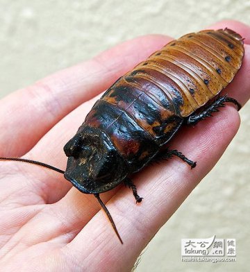 最惊艳的十大情人节礼物