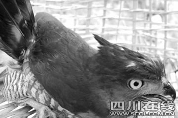 医生掏钱买下保护动物凤头鹰放归自然